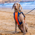 Orange blue nylon dog chest strap vest with hand rope leash shown on adjustable sizing