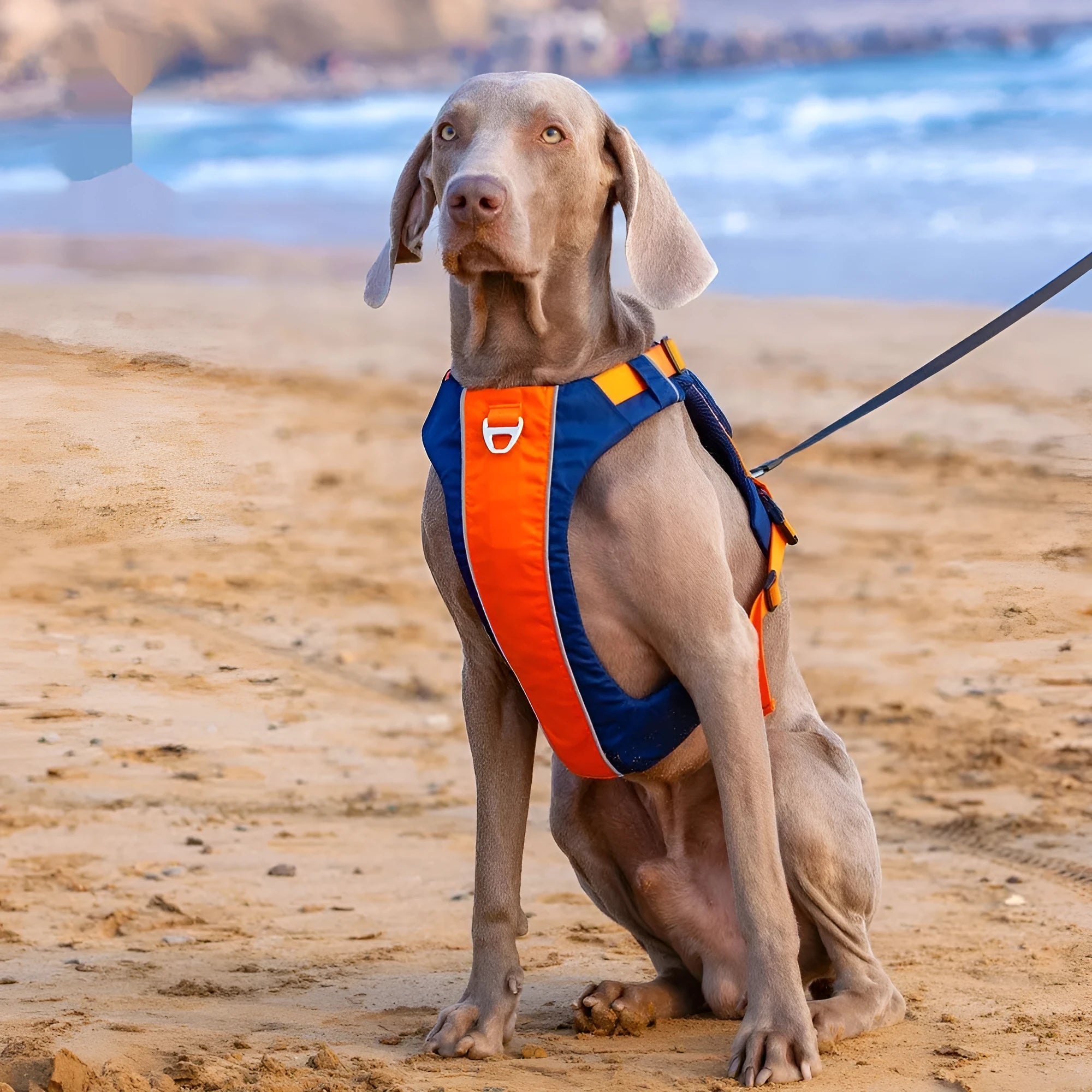 Orange blue nylon dog chest strap vest with hand rope leash shown on adjustable sizing