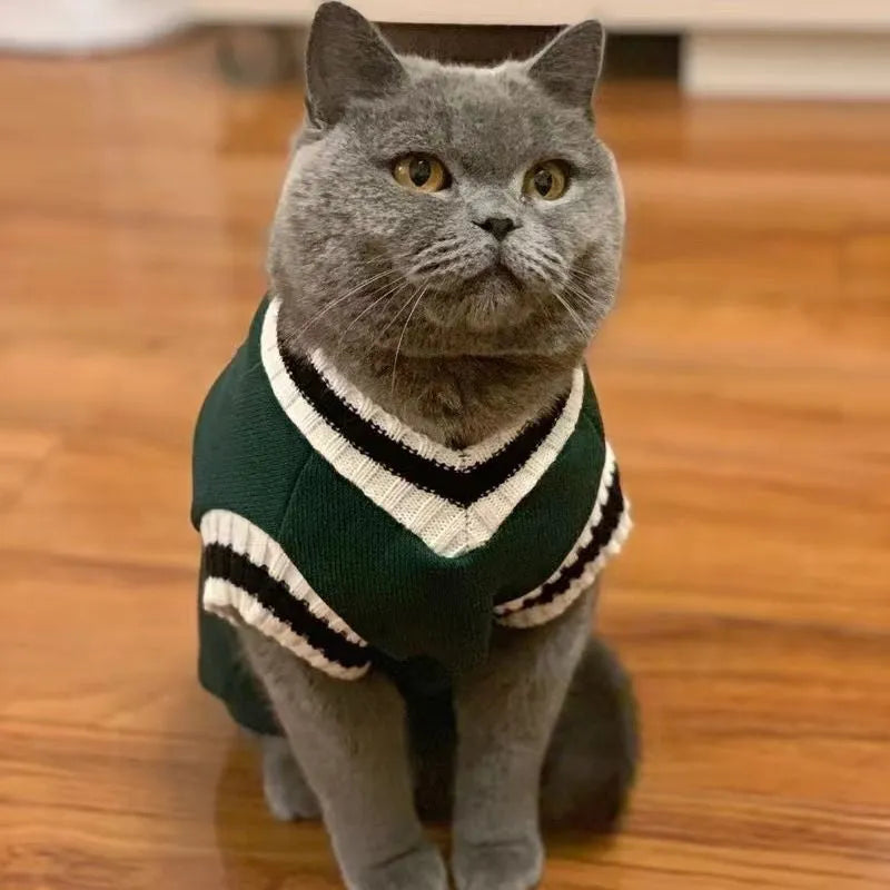 College-style warm winter cat coat in wine red on a British Shorthair cat, size M, side view