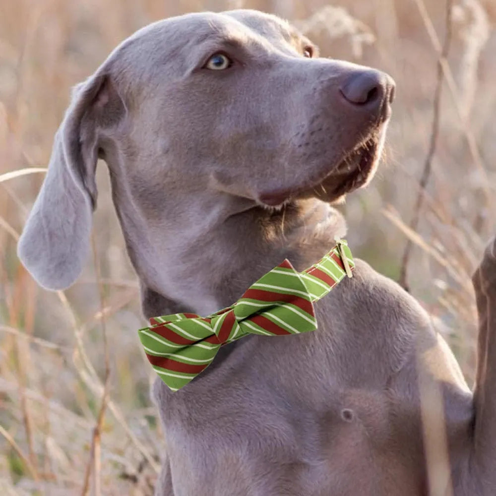 Striped polyester dog collar in Candy Green with bow knot, adjustable neck size for small to large dogs