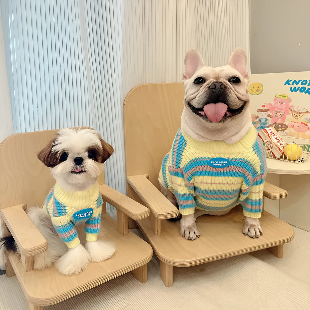 Blue and yellow striped wool dog sweater for small breeds in six sizes from XS to XXL
