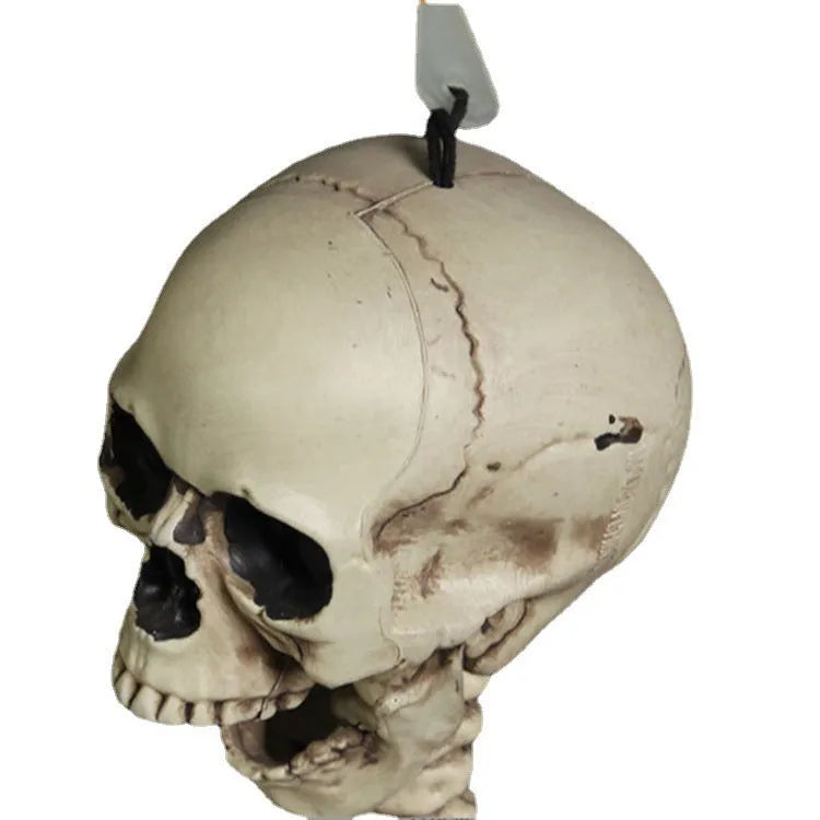 Full-height 170cm plastic skeleton prop with realistic bone structure