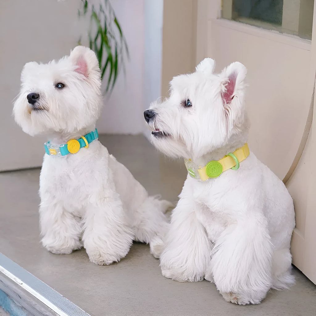 Nylon dog collar and hand-holding rope set in smoky gray, lemon yellow, rose pink, new green, with 1.5m and 2.1m options