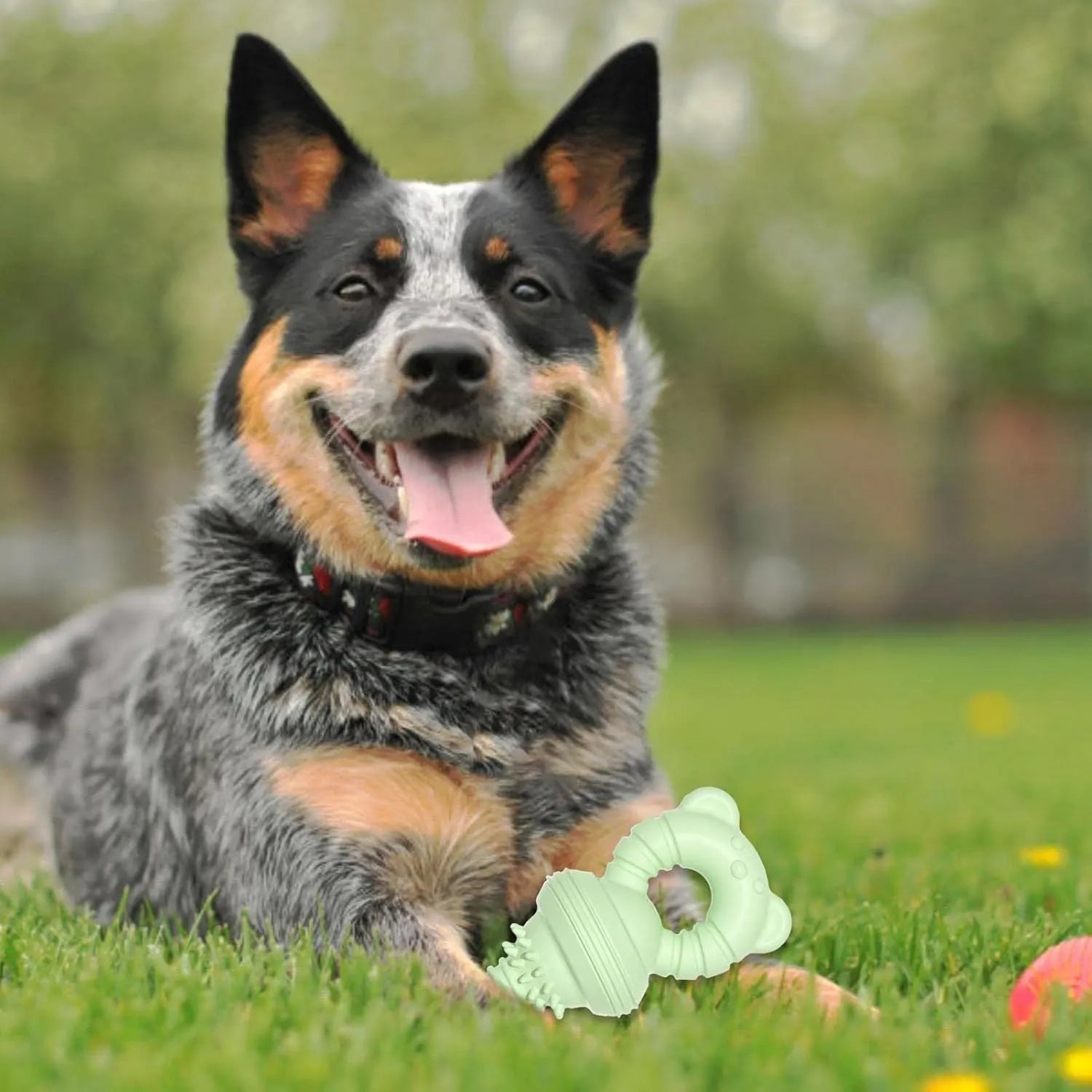 Blue rubber dog chew toy with textured concave-convex surface for teeth cleaning