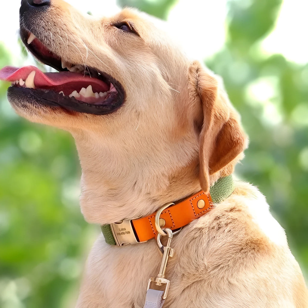 Small dog mohair collar and matching traction rope set in six colour options with adjustable sizing
