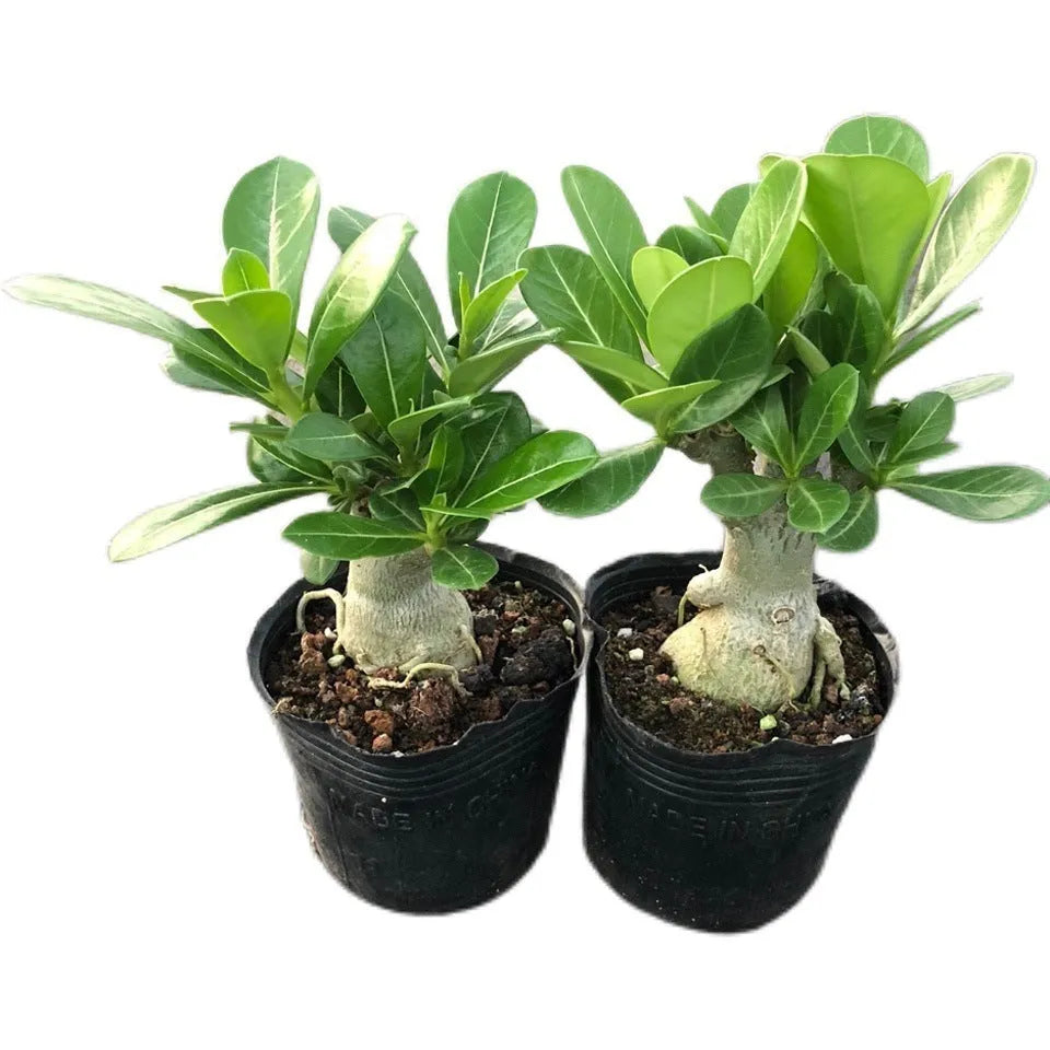 Bare-root Desert Rose Adenium obesum seedling with visible caudex and small leaves, suitable for potting