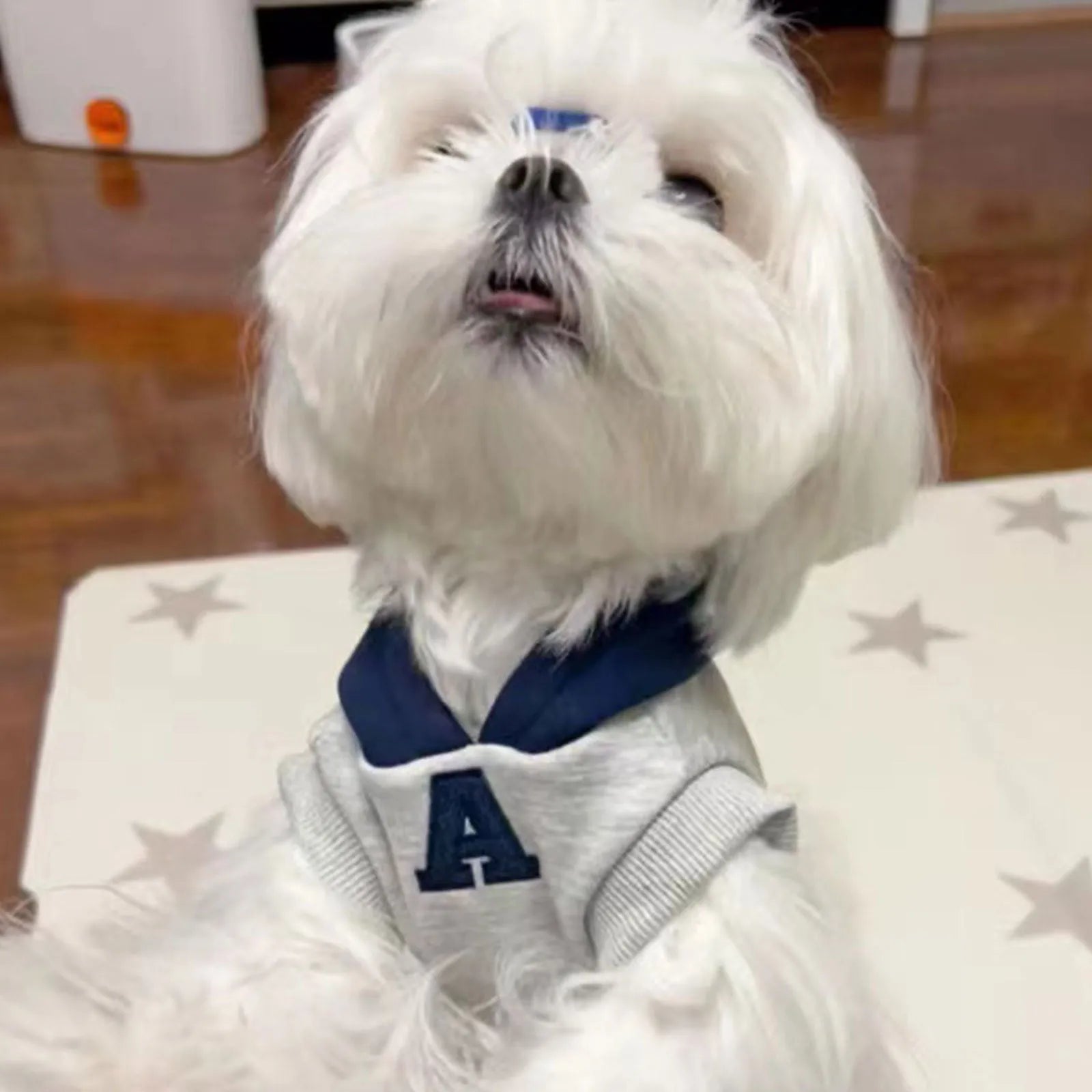 Blue and white reflective letter pet hoodie for dogs and cats