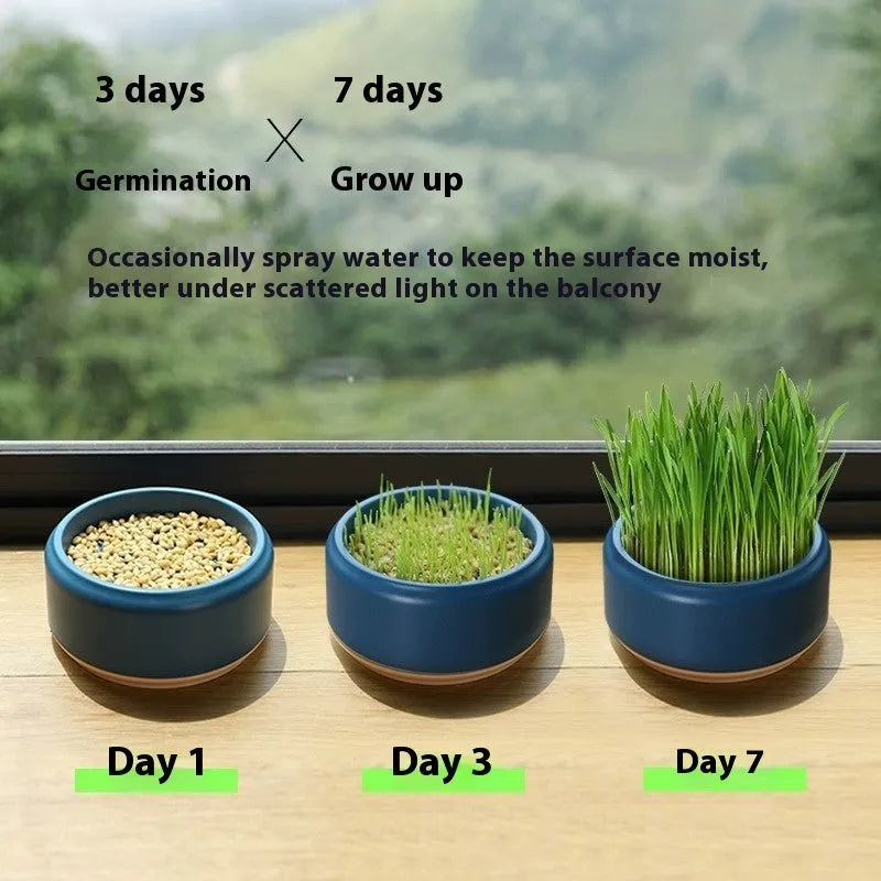 Blue hydroponic cat grass kit with soilless cup and five seed packs for indoor pets