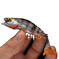 Fish T Tail soft plastic fishing lure with catfish scissors tail in natural fish colour pattern