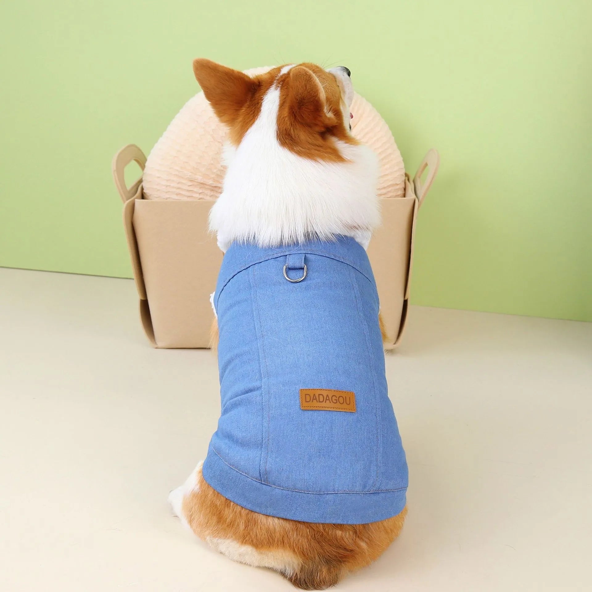 Corgi dog wearing a dark blue denim cotton coat on a walk