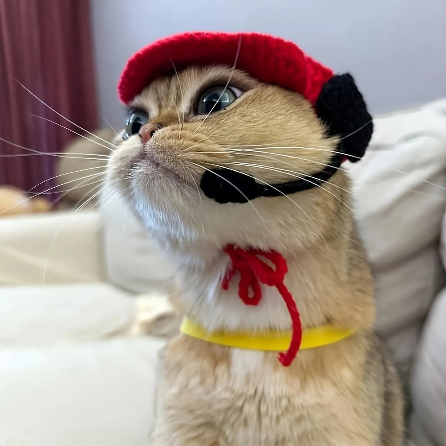 Handmade cotton chef hat and knitted sweater outfit for a small cat wearing a birthday costume